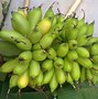 Pisang Emas Masak Apa